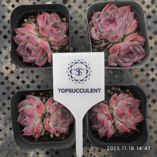 22908 Echeveria Colorata (6.5cm pot size)