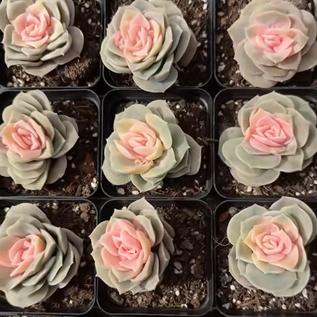 25767 Echeveria Lovely Rose (7cm pot size)