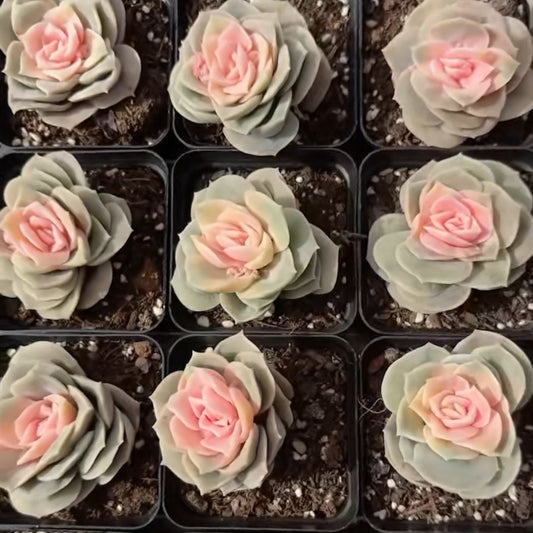 25767 Echeveria Lovely Rose (7cm pot size)