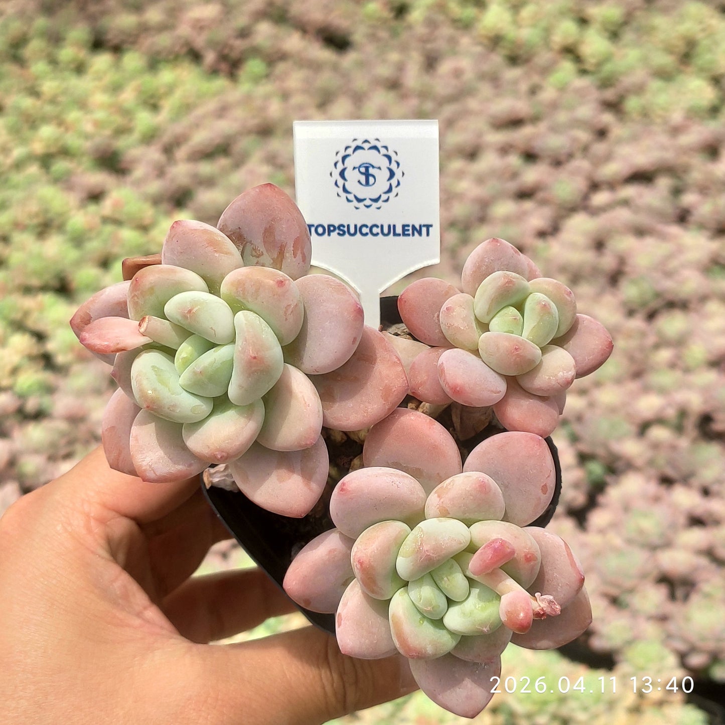 25644 Echeveria Legend (6.5cm pot size)