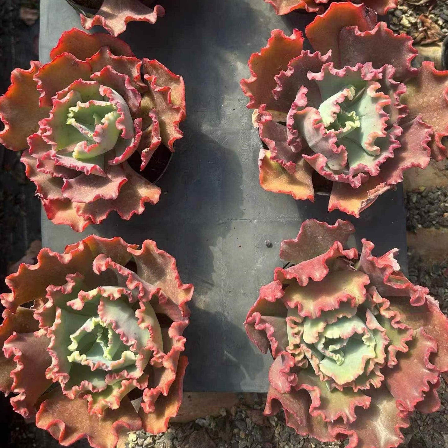 24065 Echeveria Meridian (14cm pot size)