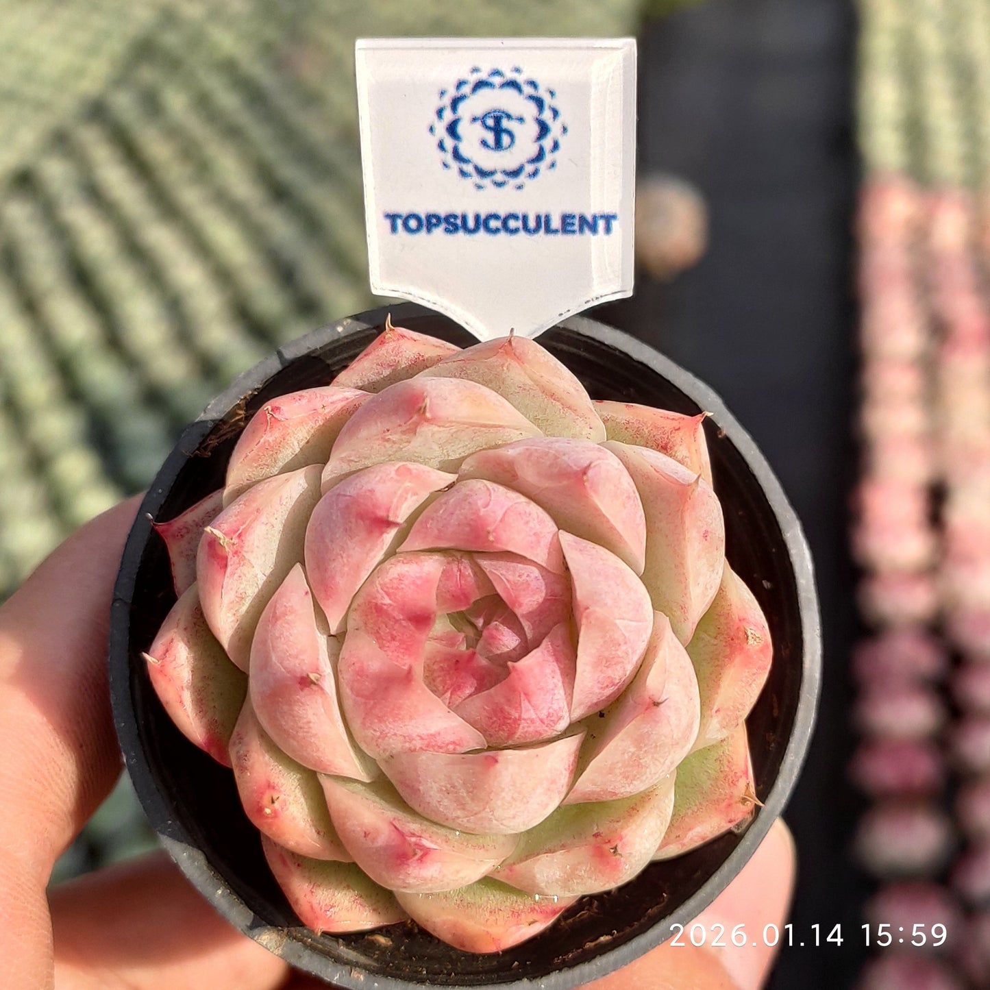 8439 Echeveria Queen of Peach (5.5cm pot size)