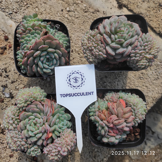 22839 Echeveria White Fat Cristata (7cm pot size)