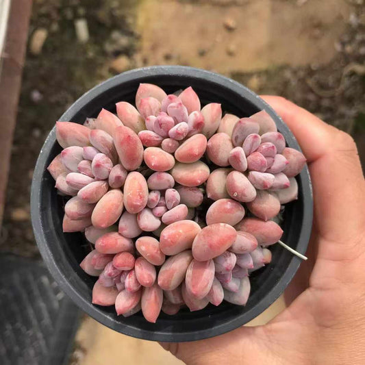 23935 Echeveria Frevel Beauty (9cm pot size)