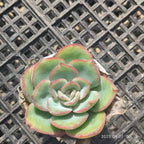 FFH330 Echeveria Morning Due(6.5cm pot size)