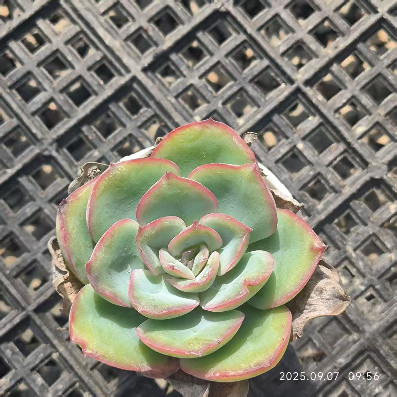 FFH330 Echeveria Morning Due(6.5cm pot size)