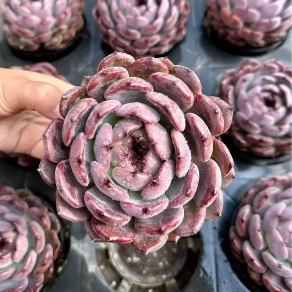 QNY197 Echeveria Purple Altar(10cm pot size)