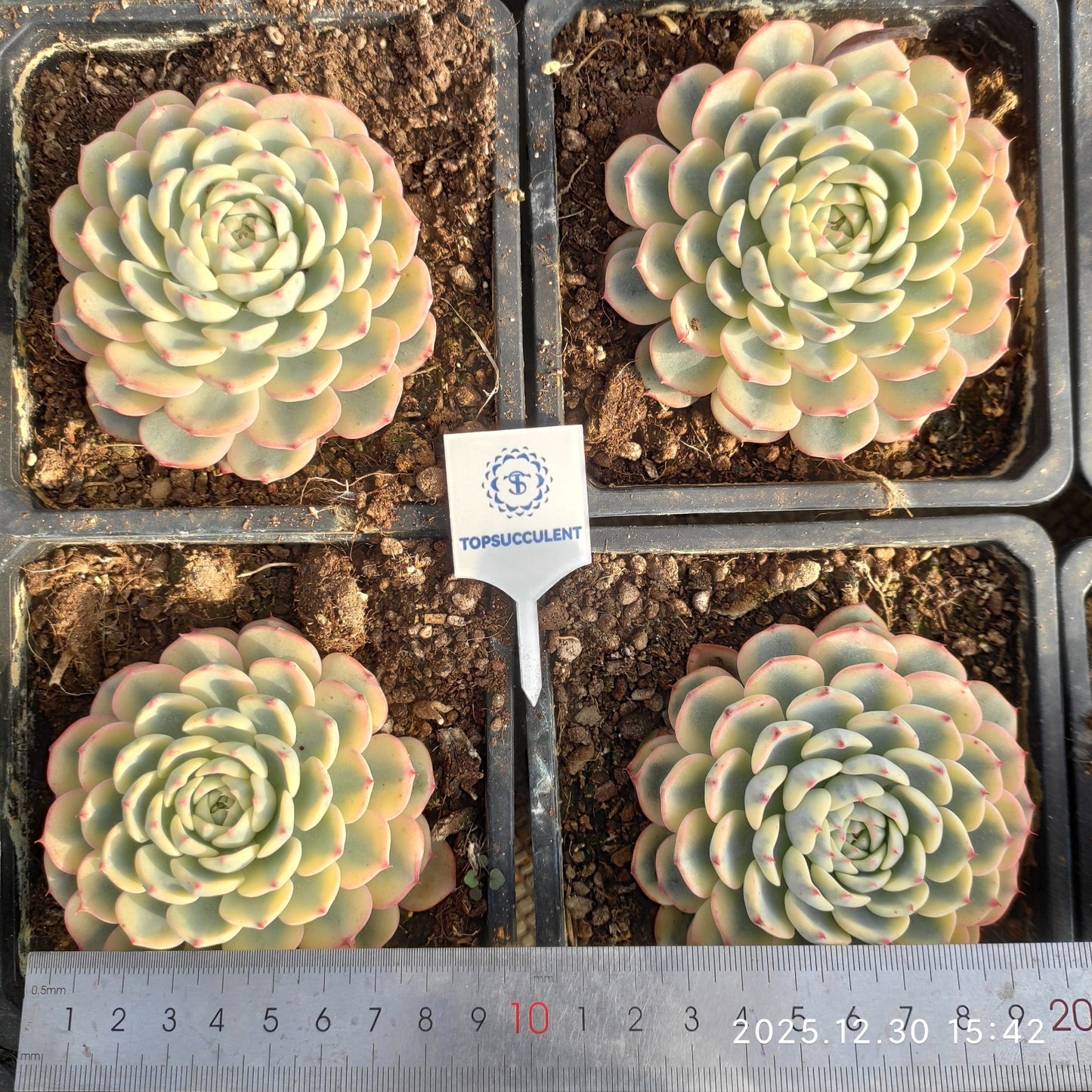 24138 Echeveria White Minima Variegated (14cm pot size)