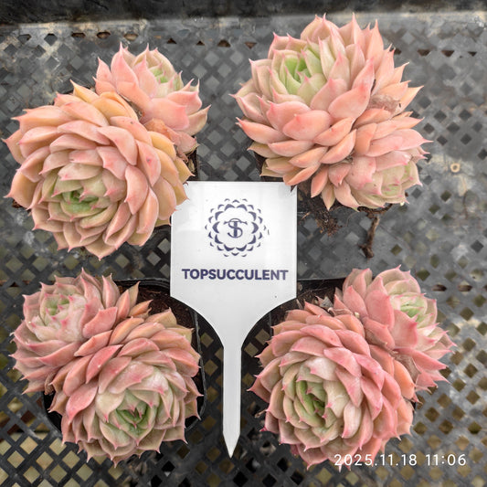 22883 Echeveria Onslow (6.5cm pot size)