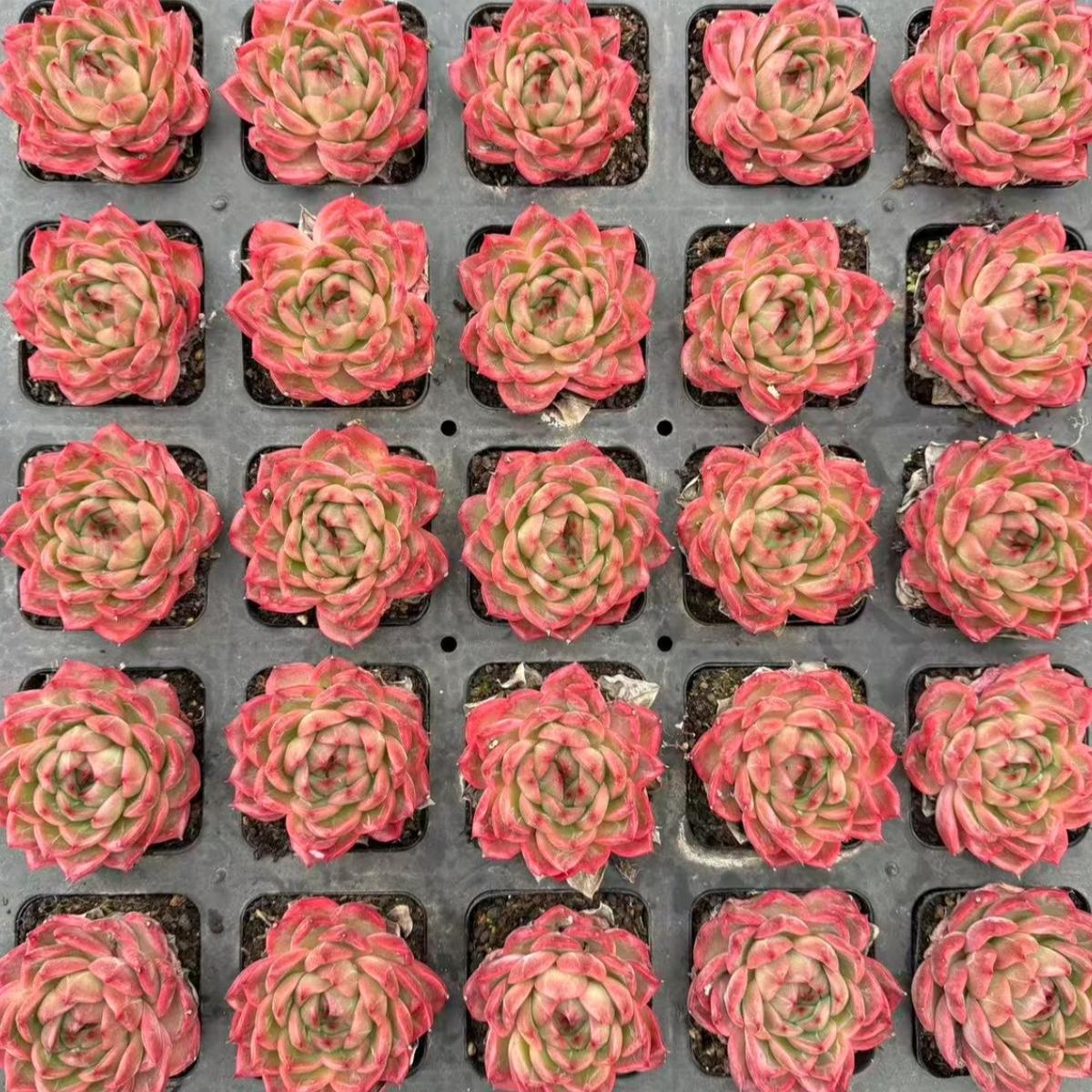 22633 Echeveria Pineapple Orange (6cm pot size)