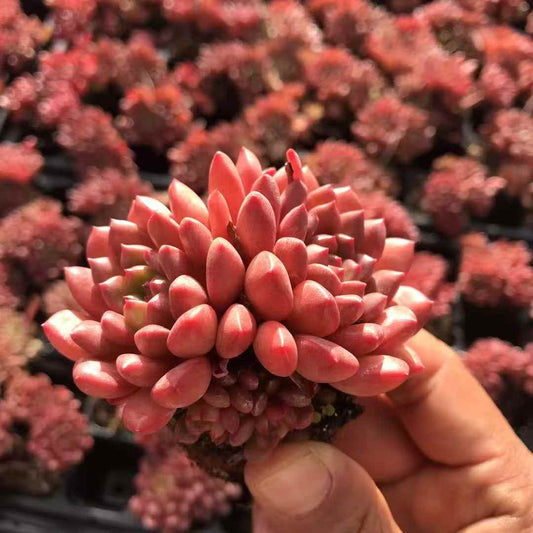 24496 Echeveria Pink Rubby (5cm pot size)