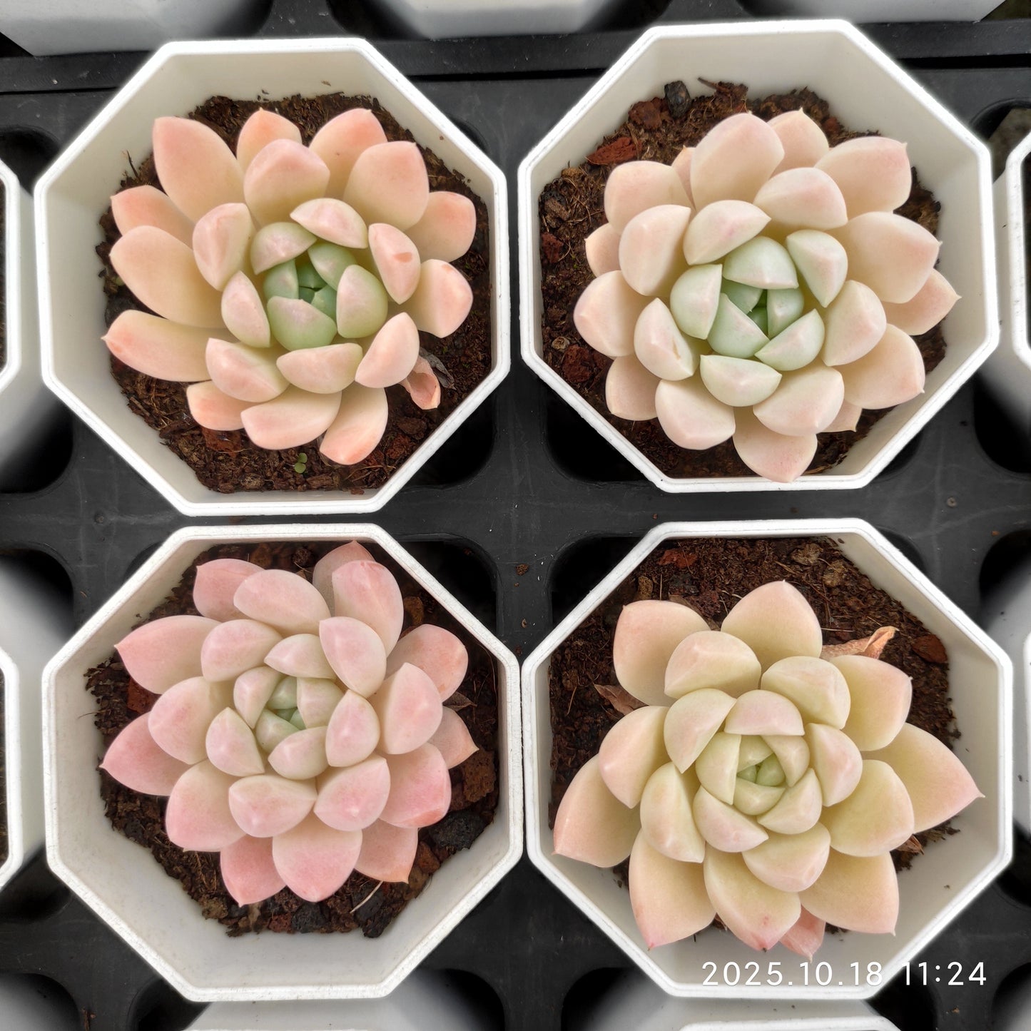 YBB065 Echeveria Pande Hyb(7cm pot size)