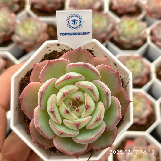 23777 Echeveria Enchanting Fairy Hyb (7cm pot size)