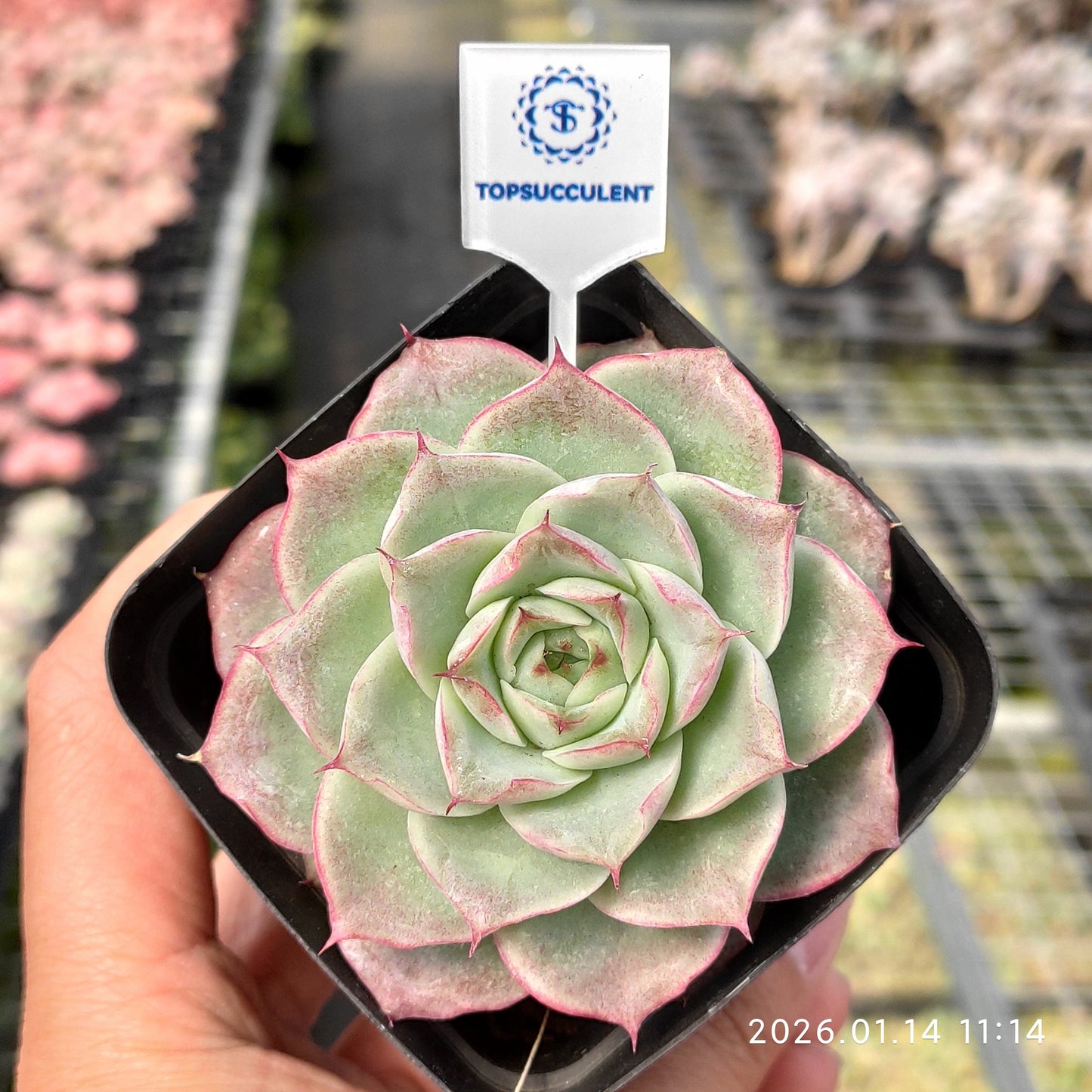 22426 Echeveria Line Queen (7cm pot size)