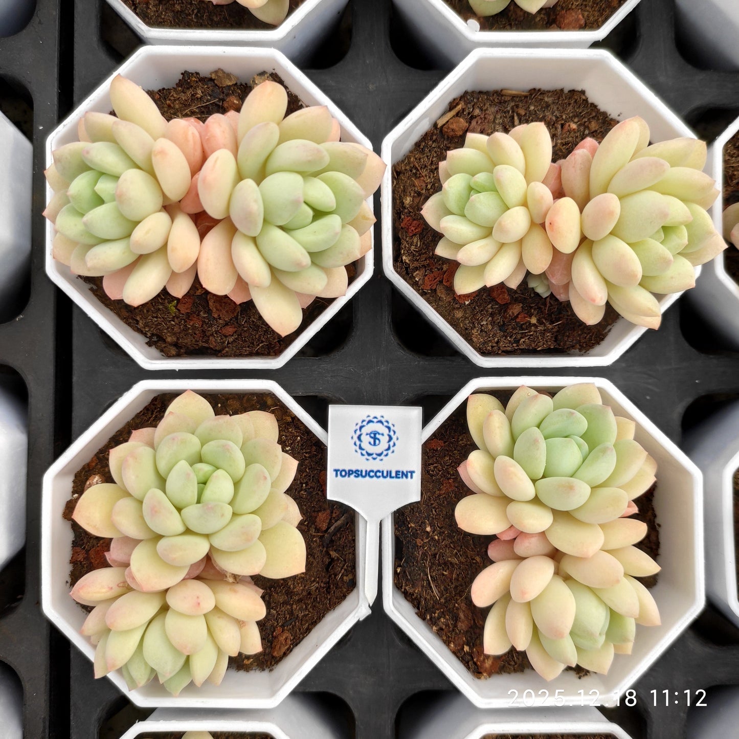 23811 Echeveria Magnolia (7cm pot size)