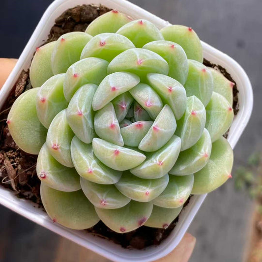 25753 Echeveria Snowflake Jenny (6.5cm pot size)
