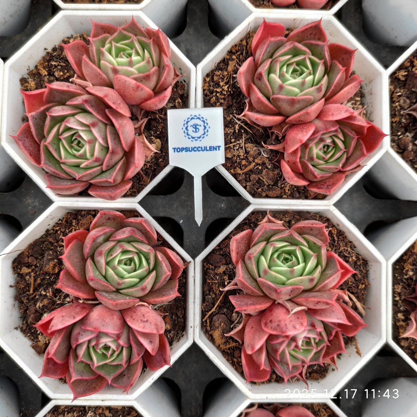 23729 Echeveria Longissima Hyb (7cm pot size)