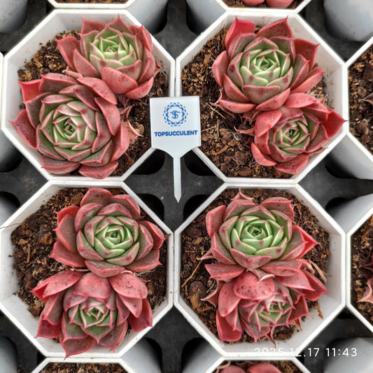 23729 Echeveria Longissima Hyb (7cm pot size)