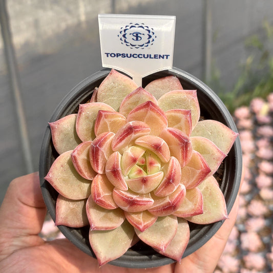 360490 Echeveria Black Warrior (9cm pot size)