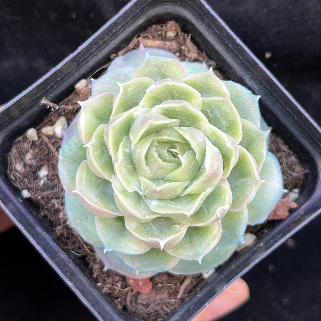 BL2016 Echeveria Shrimp Dumplings(7cm pot size)