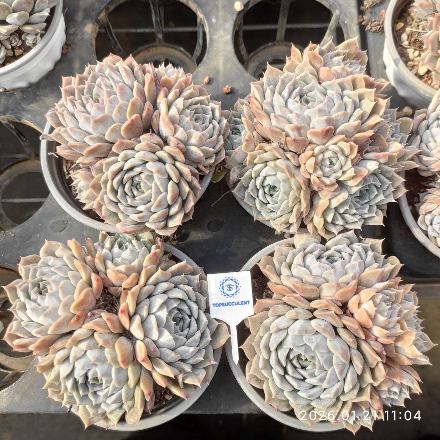 16398 Echeveria Mary Bell (9cm pot size)