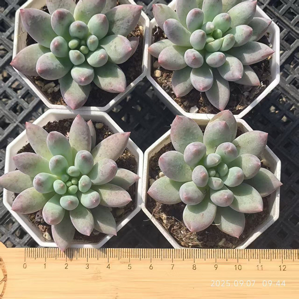 FFH341 Echeveria Angels Finger(6.5cm pot size)