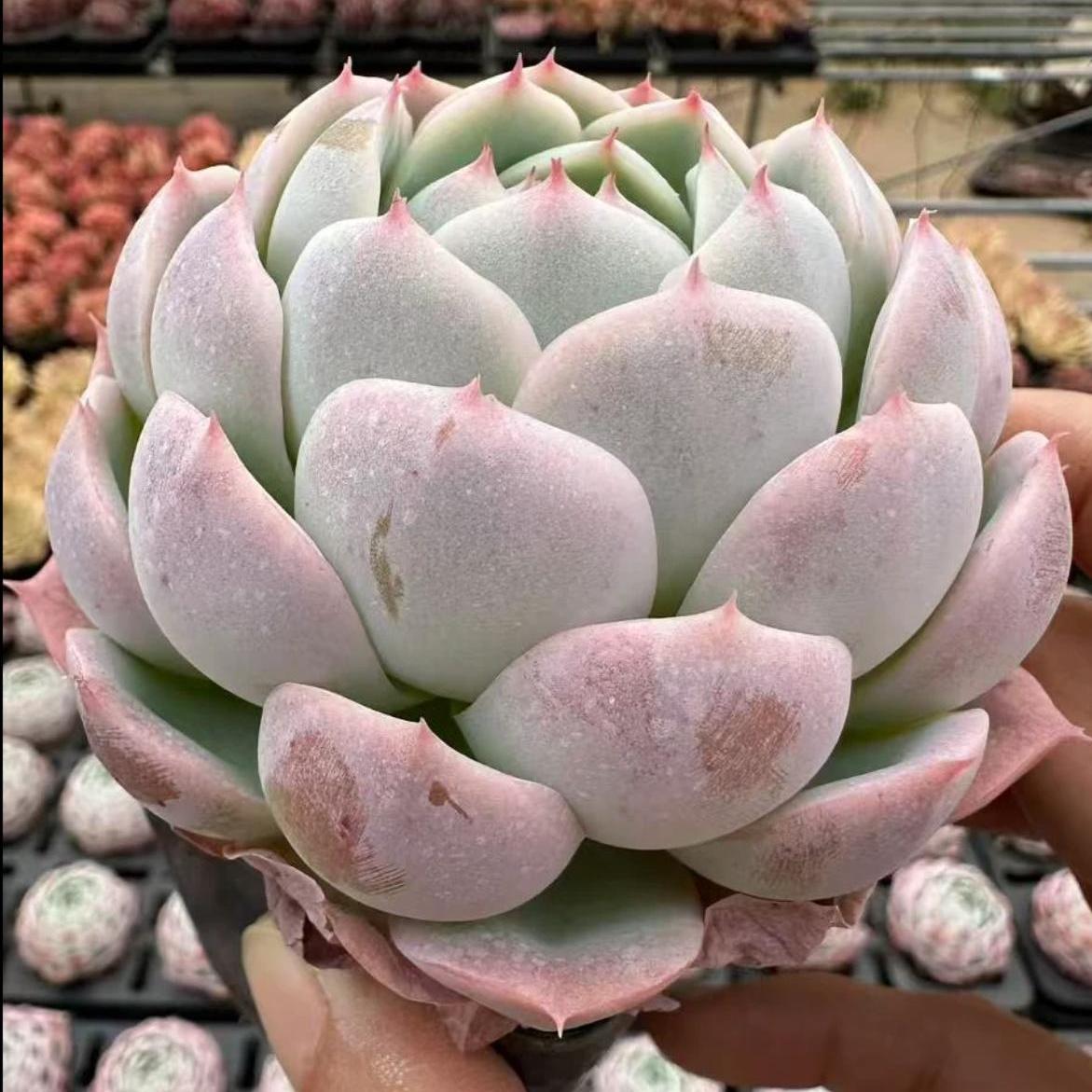 23430 Echeveria Witchcraft (9cm pot size)