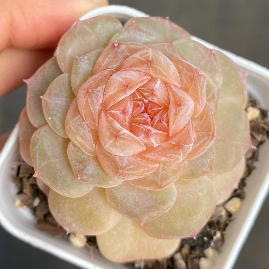 22724 Echeveria Morganite (5.5cm pot size)