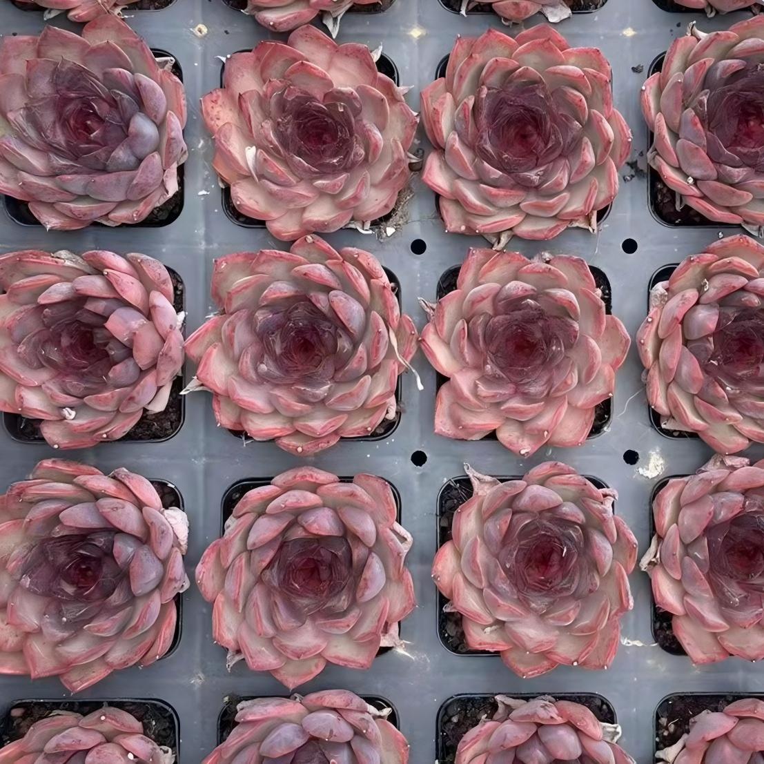 23431 Echeveria Sugar Heart Diary (7cm pot size)