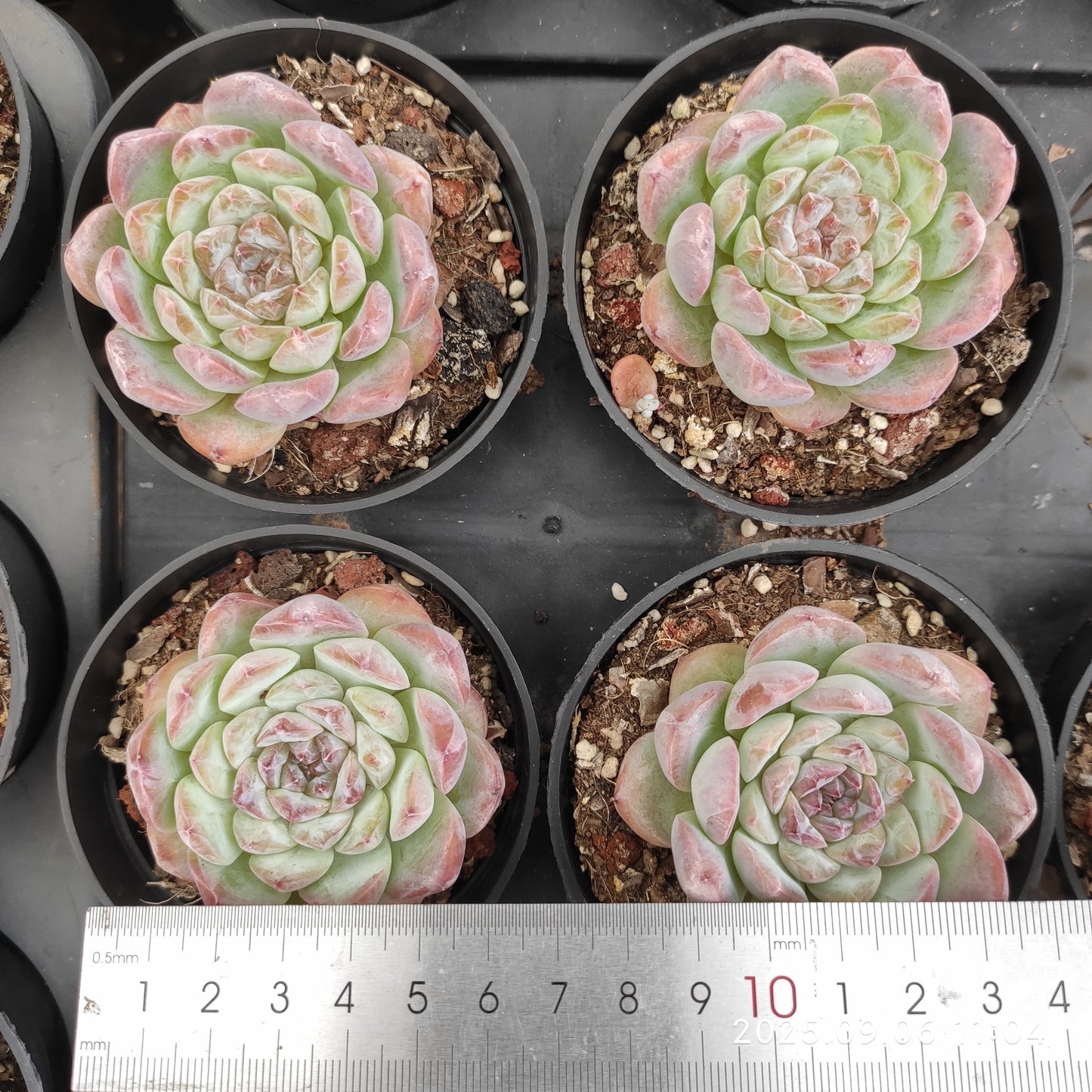 RC147 Echeveria Ice(9cm pot size)