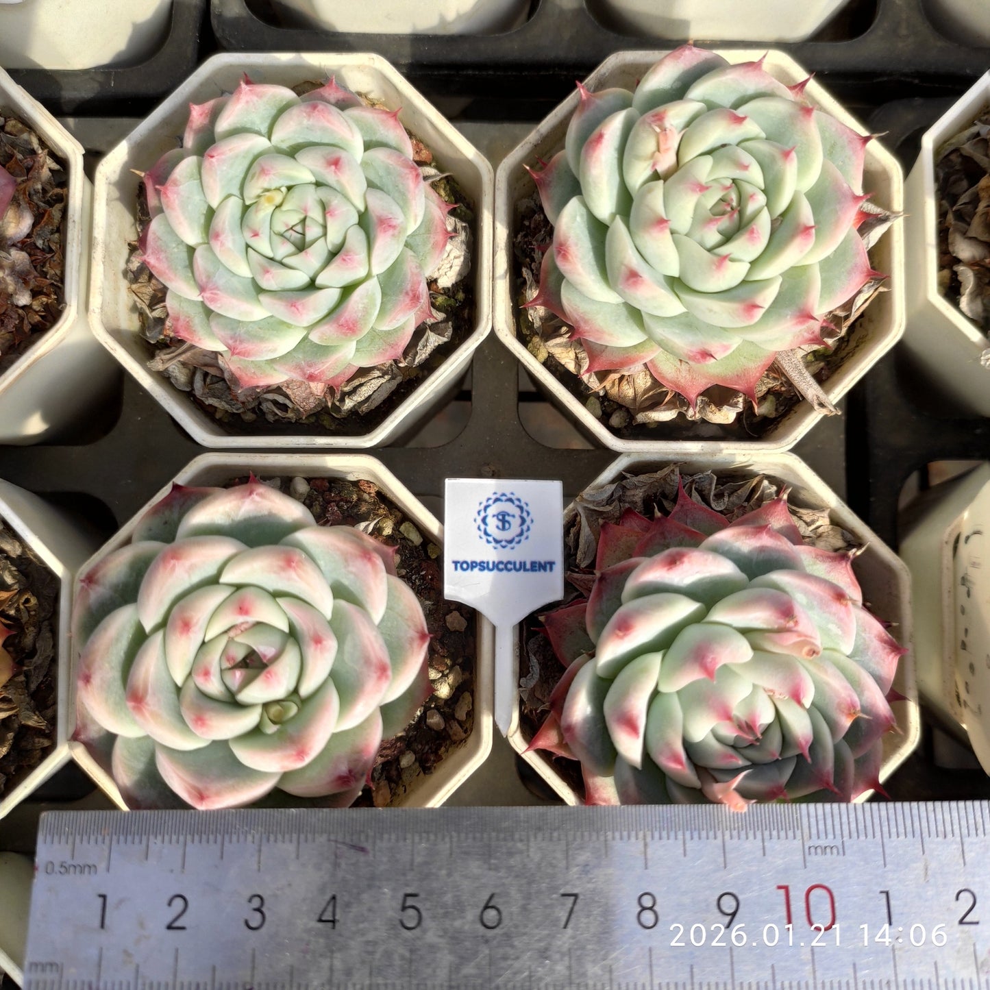 25115 Echeveria White Luck (6.5cm pot size)