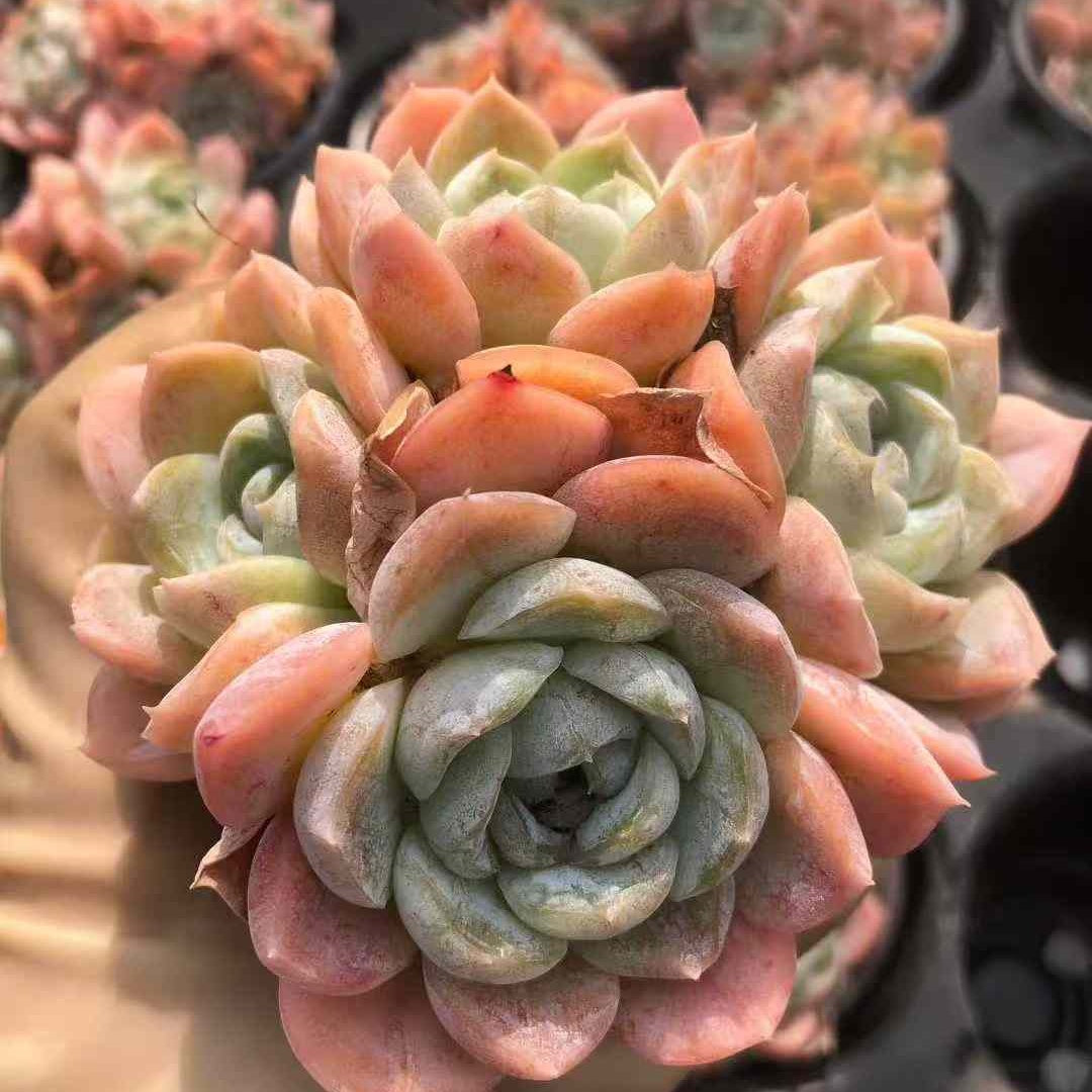 23612 Echeveria Caramel Ice Spirit (9cm pot size)