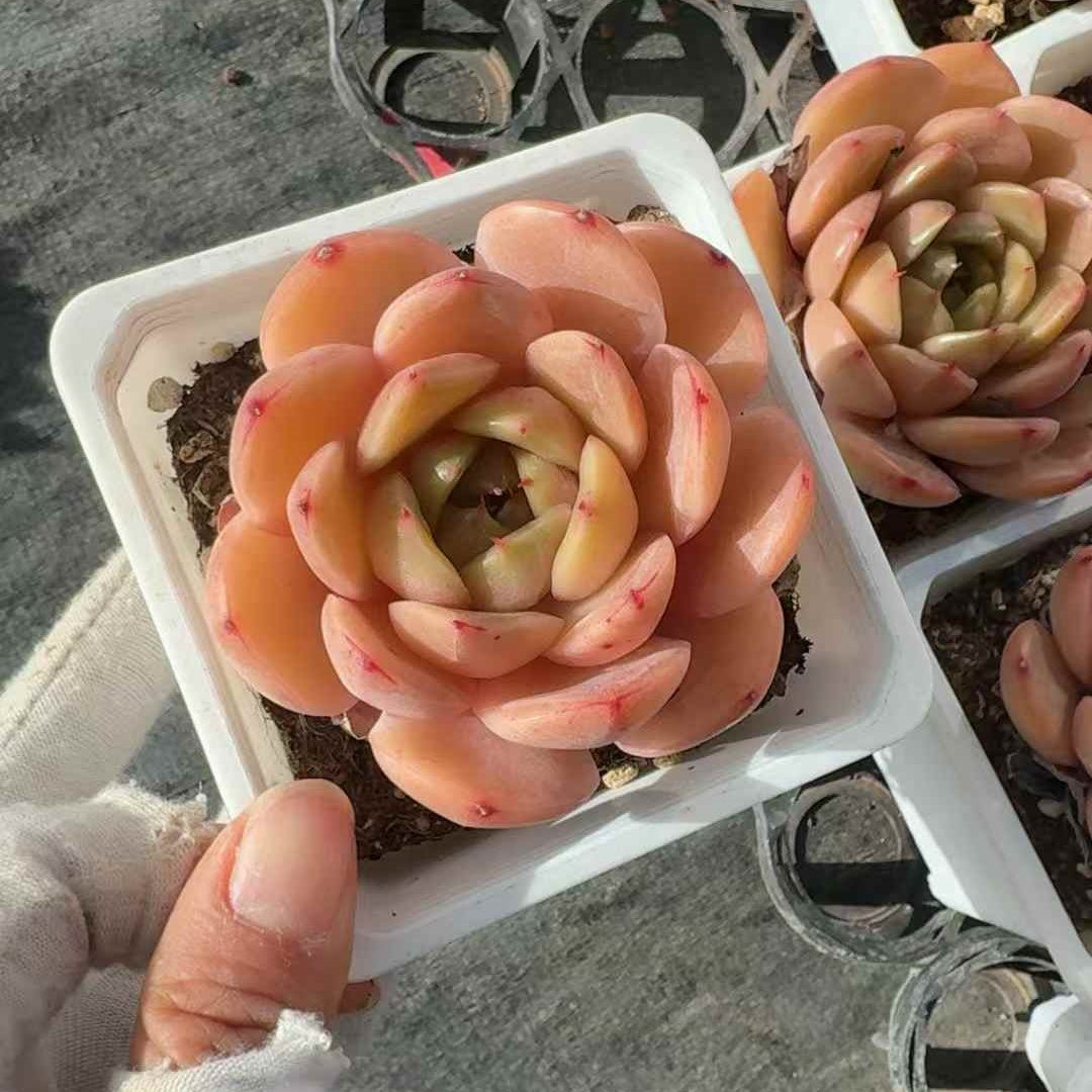 25248 Echeveria Royal Jenny (9cm pot size)