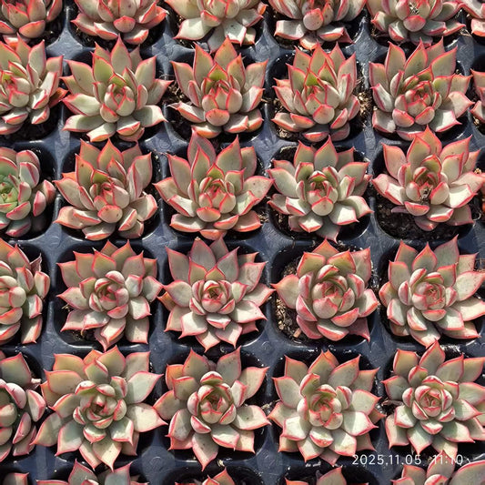 22027 Echeveria Lotus Lamp (4cm pot size)