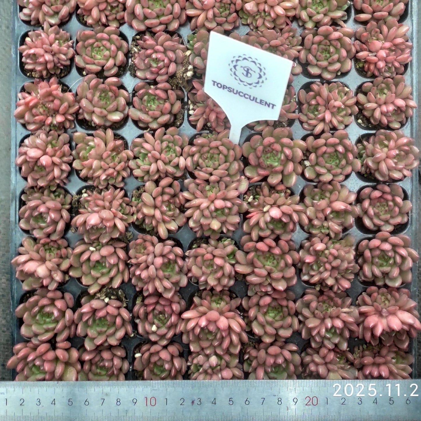 23974 Echeveria Pink Rubby (3cm pot size)