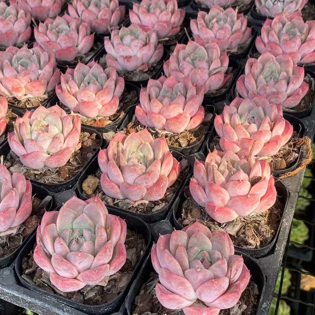 0319 Echeveria Alba Beauty (6.3cm pot size)