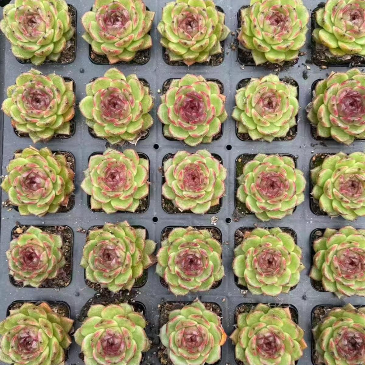 21976 Echeveria Sun Moon lake (7cm pot size)