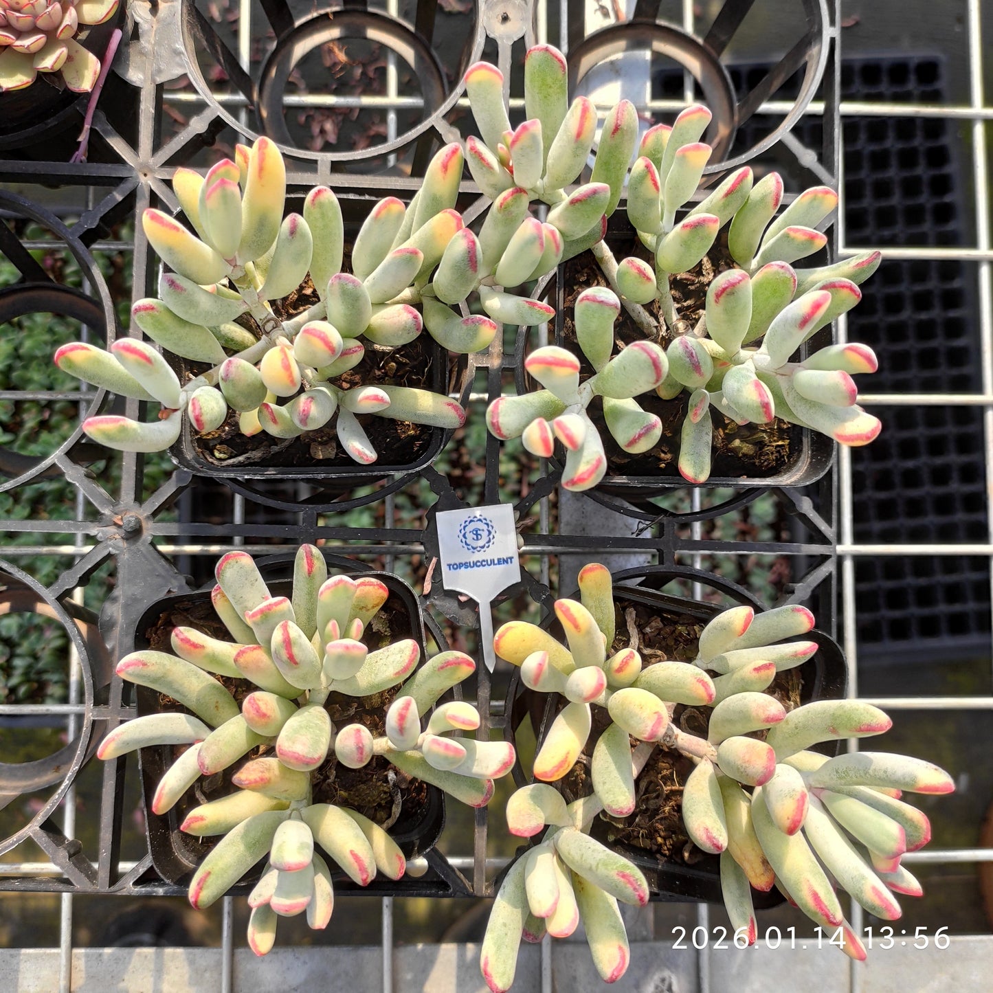 16363 Echeveria Orbiculata Variegated (7cm pot size)