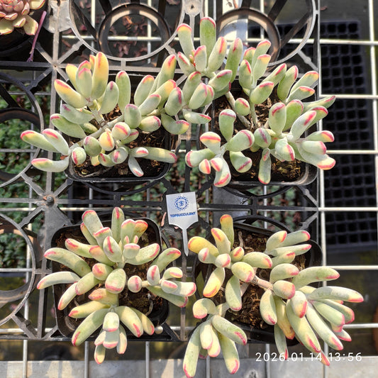 16363 Echeveria Orbiculata Variegated (7cm pot size)