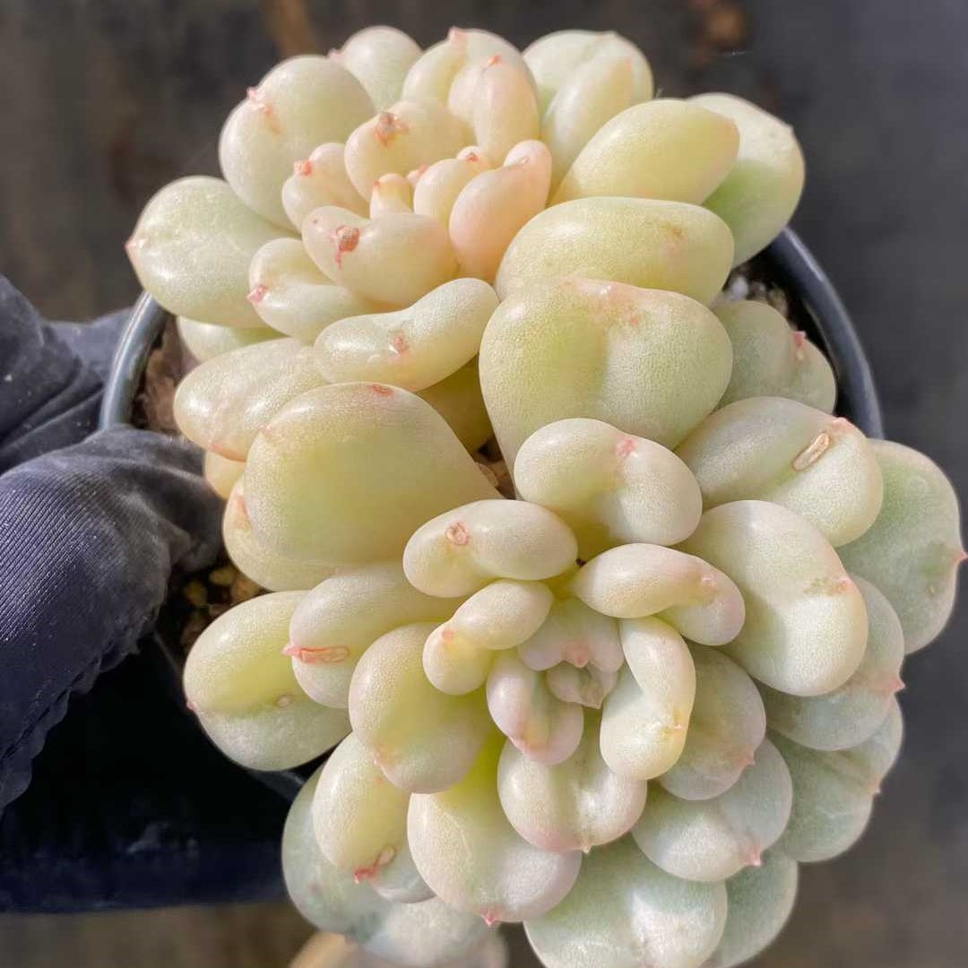 24797 Echeveria Bayi (9cm pot size)
