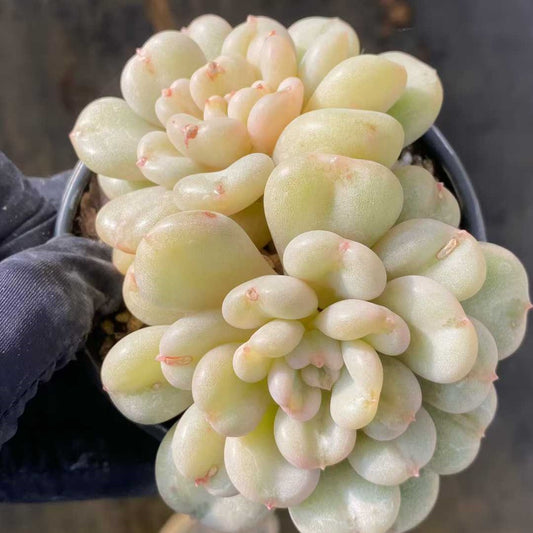 24797 Echeveria Bayi (9cm pot size)