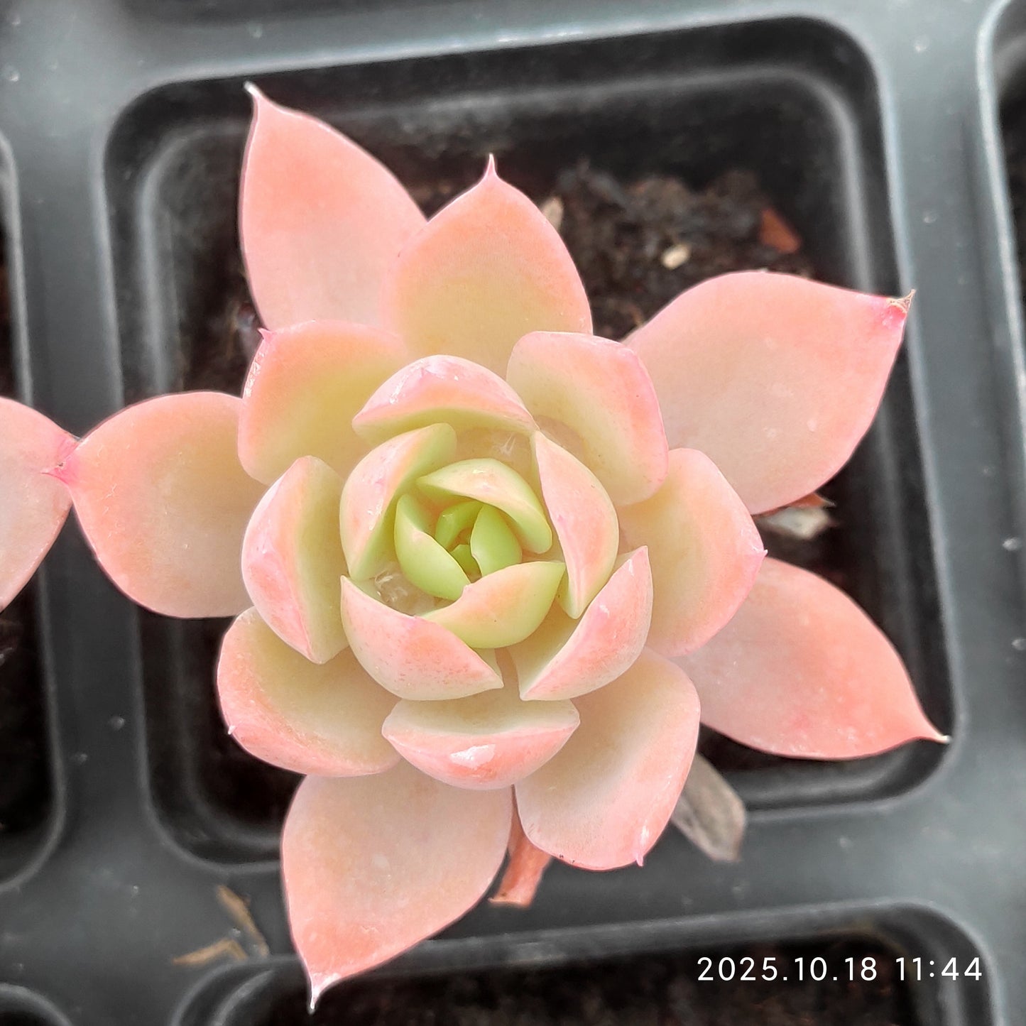 YBB031 Echeveria Silk Veil(7cm pot size)