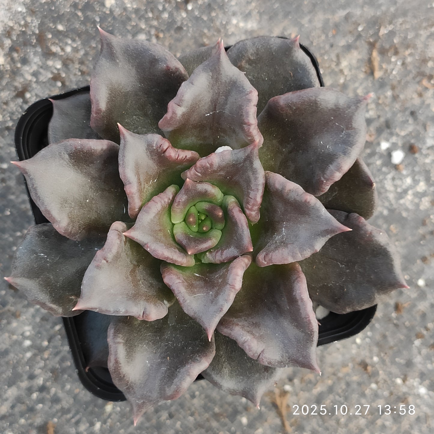 21794 Echeveria Black Madiba (7cm pot size)