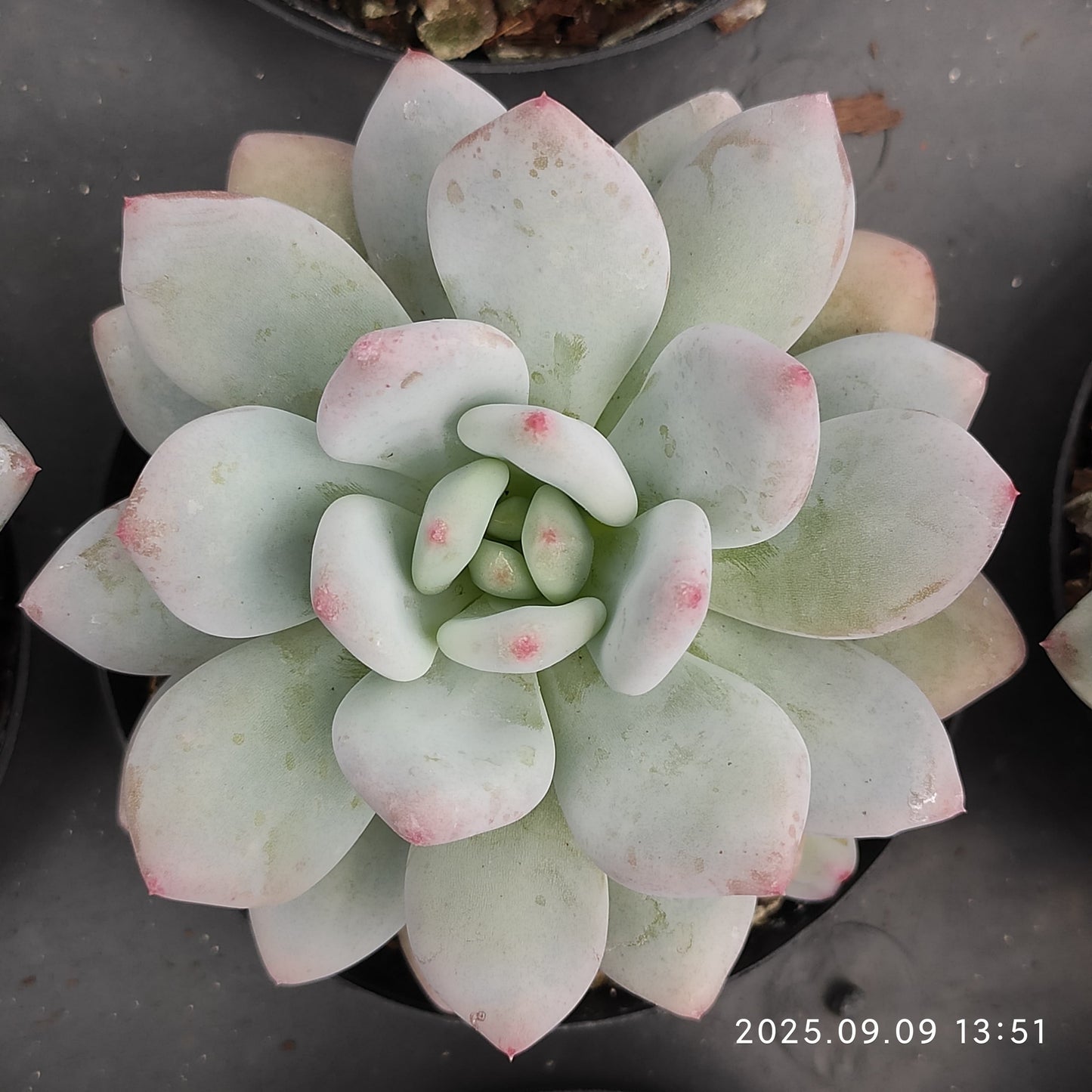 20914 Echeveria Snow Shine (9cm pot size)