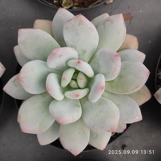 20914 Echeveria Snow Shine (9cm pot size)