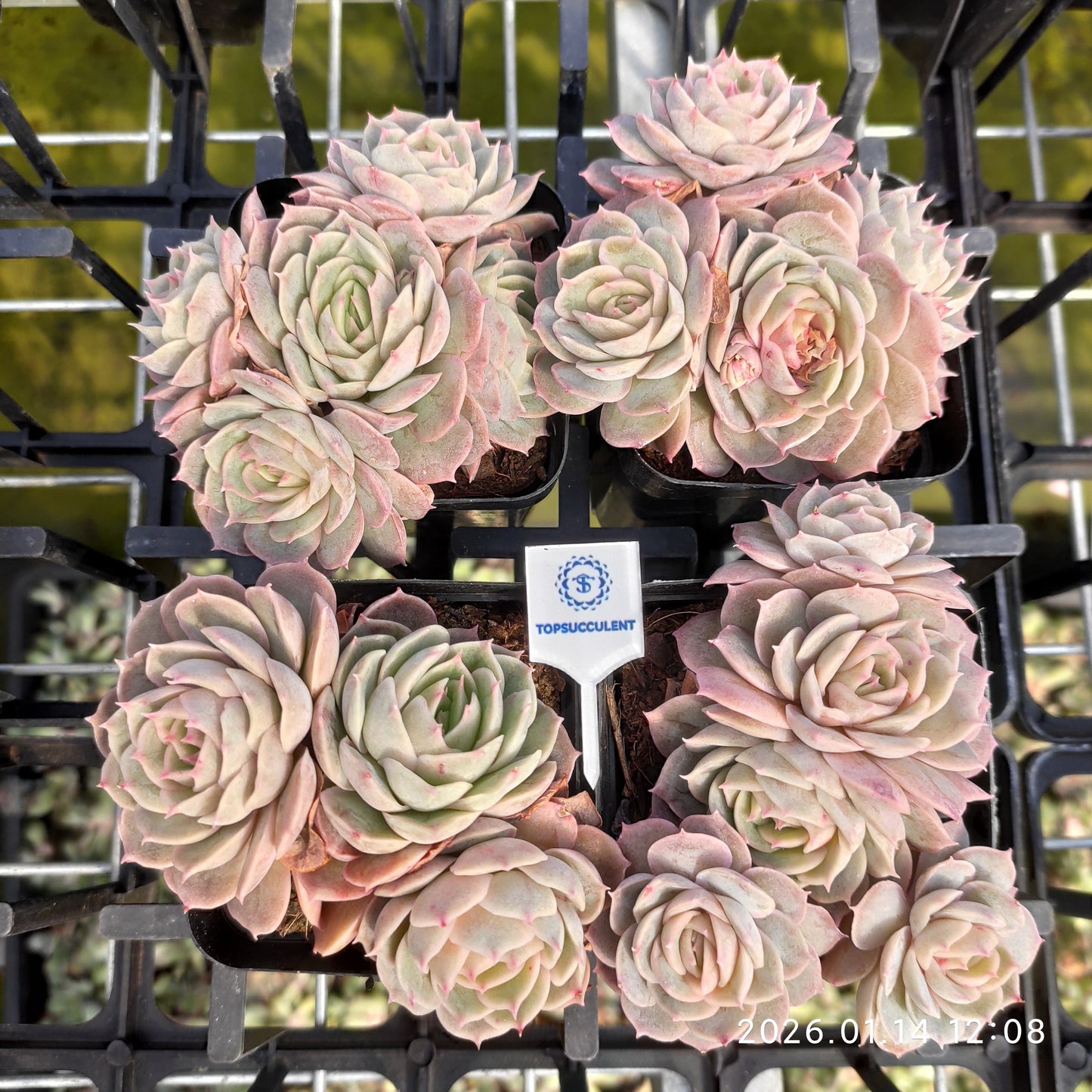 21108 Echeveria Onslow (7cm pot size)