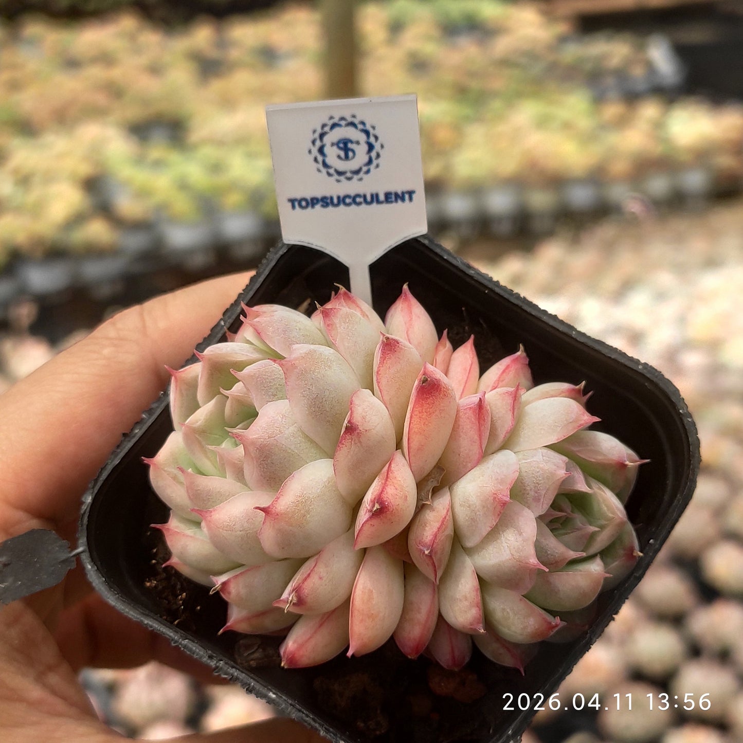 25673 Echeveria Queen of Peach (6.5cm pot size)