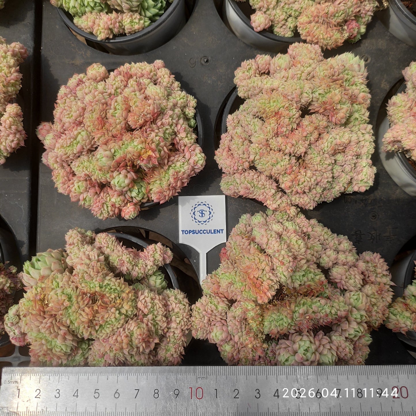 25610 Echeveria Ball of Fat Cristata (9cm pot size)