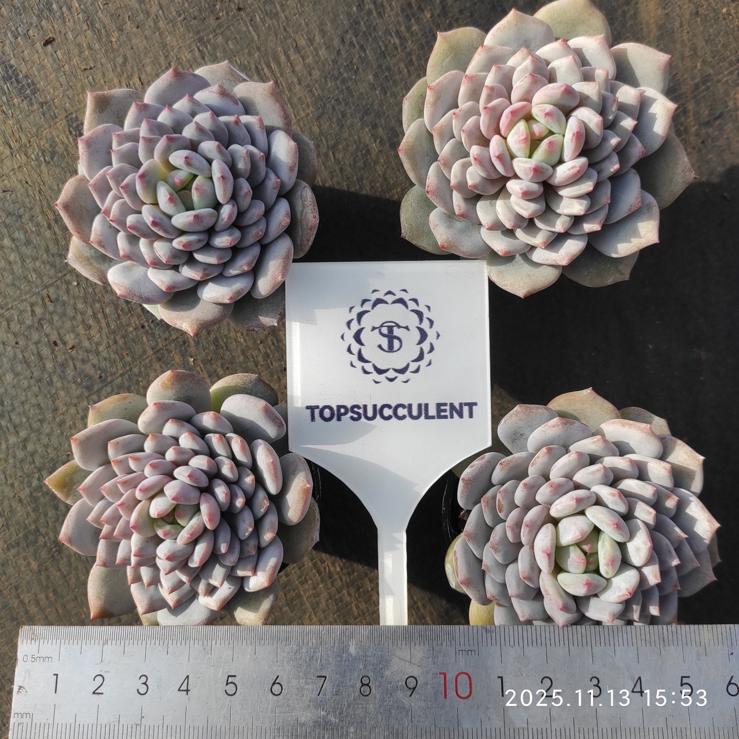 18756 Echeveria Star Monroe (5.5cm pot size)