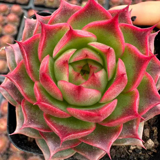 22627 Echeveria Agician (7cm pot size)